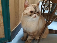 -猫色咖啡·猫咖