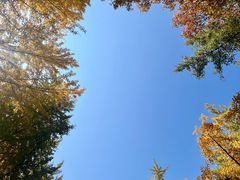 -大顺堂食府(牛街店)