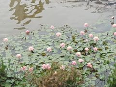 -东莞植物园