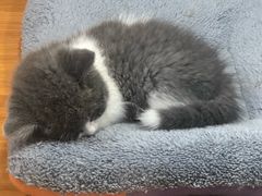 -龟与熊猫宠物公园(南坪店)
