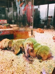 -未来动物城主题公园(正弘城店)