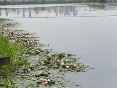 -金银湖国家城市湿地公园