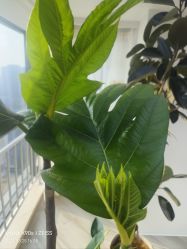 -HEYAN荷妍专业脱毛连锁机构