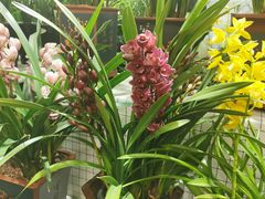 -大自然花鸟鱼虫市场