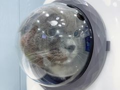 -纳吉亚猫专科动物诊疗中心(蒋宅口分院)