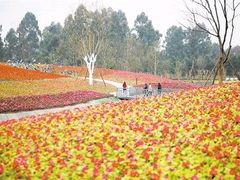 -天府芙蓉园