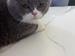-北京观赏动物医院·24小时大型综合·猫专科·异宠专科