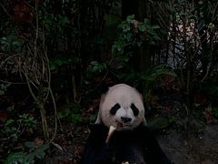 -熊猫谷