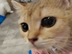 -楼上猫咖(罗湖店)