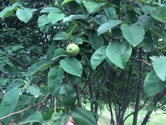 -济南国际园博园