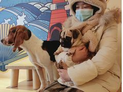 -喜柴咖啡·柴犬狗咖