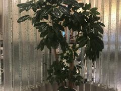 -七欣天香辣蟹火锅(万润龙河店)