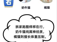 -翊宠yipet猫狗购宠庄园犬舍•猫舍