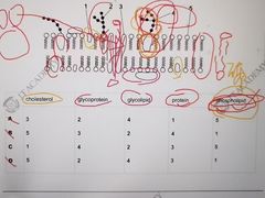 -JT PREP国际学科课程·IB·AP·Alevel(陆家嘴校区)