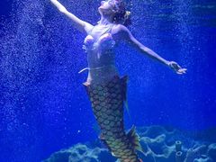 -海合安武汉极地海洋公园