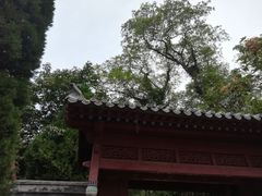-青岛崂山太清宫