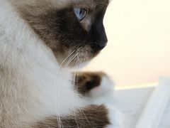 -糯米喵星人·撸猫猫舍咖啡馆(西市场嘉华店)