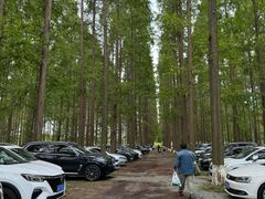 -黄海国家森林公园