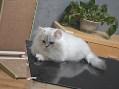 -伟伟宠物医院·瑞派猫友好医院·猫科(光谷店)