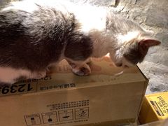 -猫色咖啡·猫咖