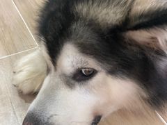 -李小姐の猫咖啡馆(五角场店)