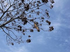 -洋湖国家湿地公园