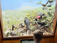 -美国自然历史博物馆