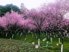 -龙头寺公园
