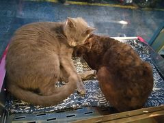 -喵屿·大理花园猫咖