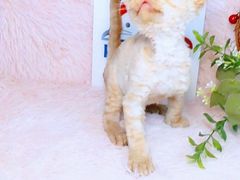 -十年猫舍·猫咪专门店(普陀店)