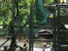 -吉隆坡雀鸟公园
