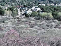 -香雪海