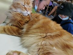 -Heymao猫咖.咖啡厅(东门店)