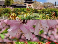 -莫愁湖公园