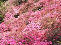 -木兰云雾山