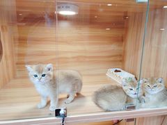 -猫十亿·布偶金渐层·曼基康矮脚猫舍(青年路店)