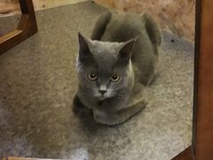 -猫色咖啡·猫咖