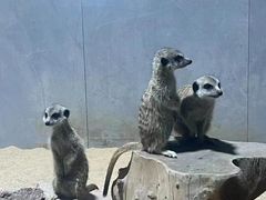 -海合安青岛极地海洋公园