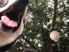 -柴犬高等学院·狗咖·柴犬售卖·宠物训练