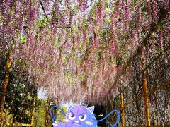 -天适樱花悠乐园