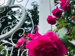 -昆山城市生态森林公园