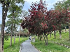 -风云岭森林公园