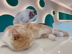 -飞行喵MR PILOT|猫舍·猫咖(静安大融城店)