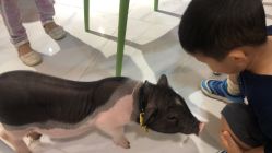 -Moni星球萌宠·小马宝莉·灵蛇·高端高阶全萌宠互动体验俱乐部(红豆国际广场店)