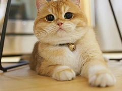 -百信宠物医院(东升街店)