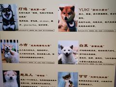 -柴迷FANS CLUB·柴犬狗咖·猫咖