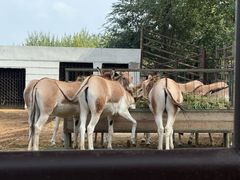-青藏高原野生动物园