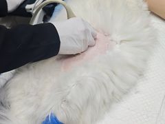 -爱侣·安琦尔宠物医院·中兽医针灸·心内科·狂犬免疫点(宝山区院)
