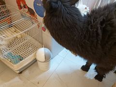 -我爱猫咪·猫咖·狗咖·安哥拉兔·羊驼咖(小寨华旗店)