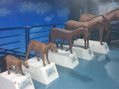 -吉林省自然博物馆